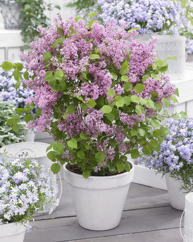 Lilak Meyera 'Flowerfesta® Pink' Syringa meyeri
