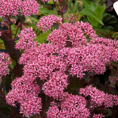 Rozchodnik &#39;Cloud Walker&#39; Sedum telephium