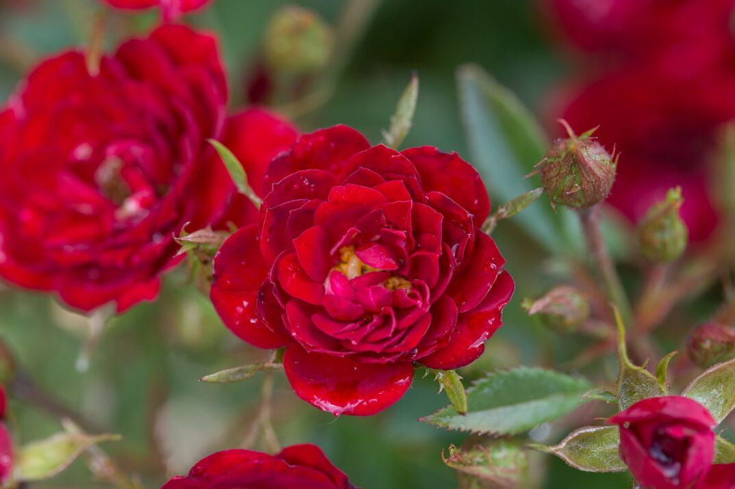 Róża stojąca &#39;Easy Elegance® Chi&#39; Rosa hybrida