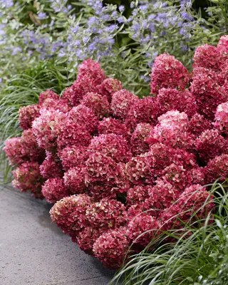 Hortensja bukietowa &#39;Living Little Rosy&#39;® Hydrangea