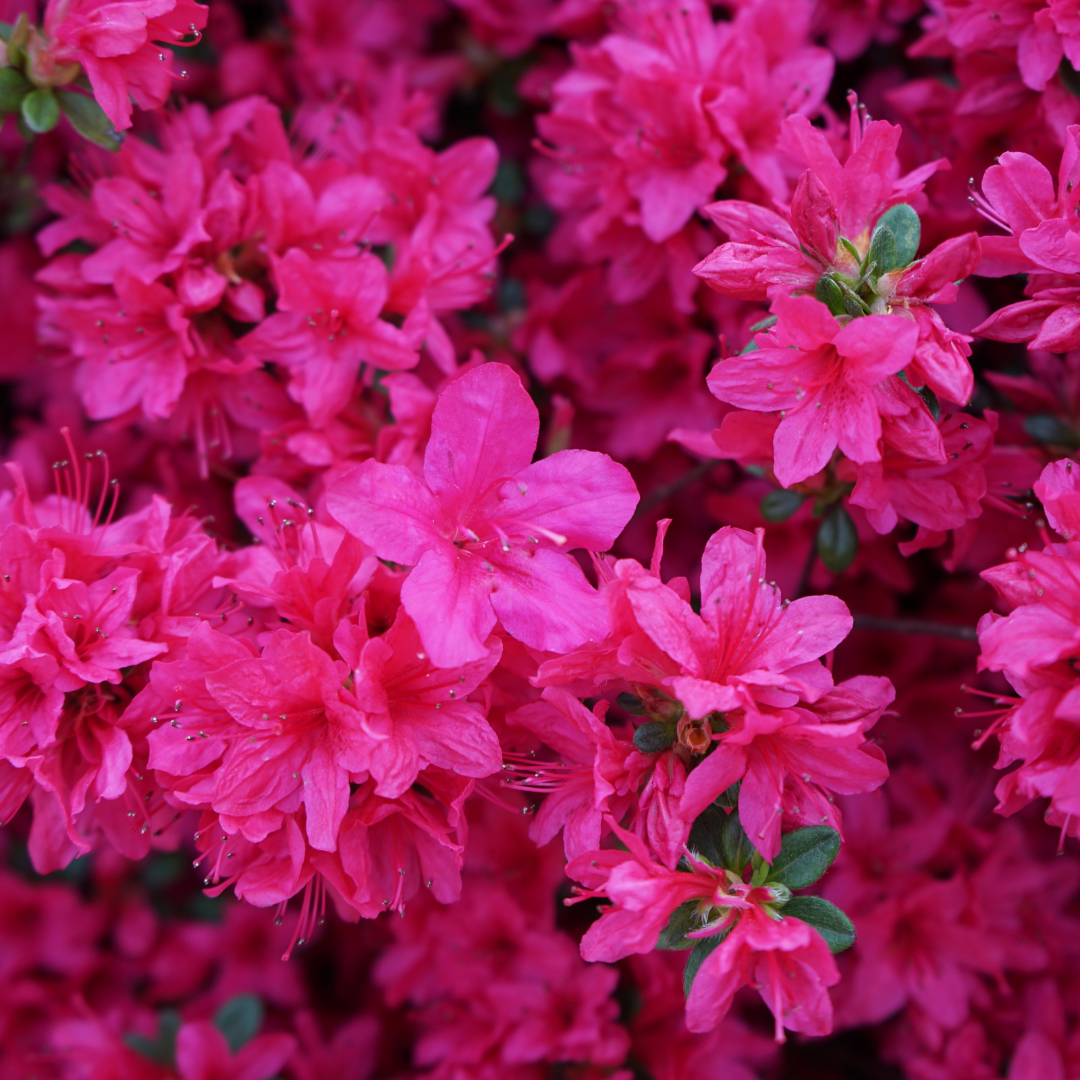 Azalia japońska &#39;Rubinetta&#39; Azalea japonica