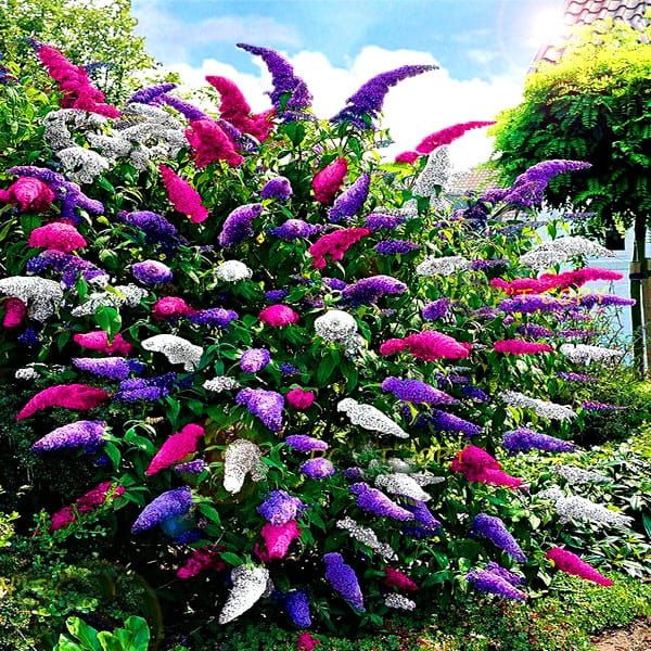 Budleja 3 kolory Buddleja davidii