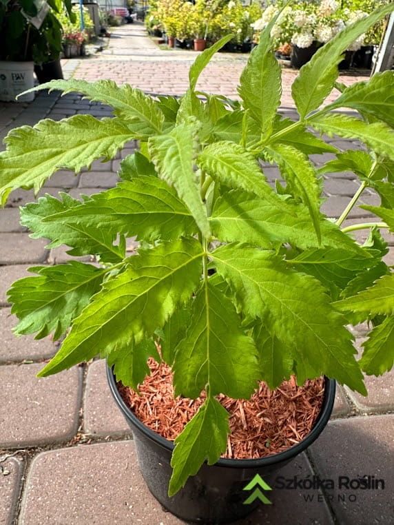 Bez czarny &#39;Golden Spark&#39;® Sambucus nigra
