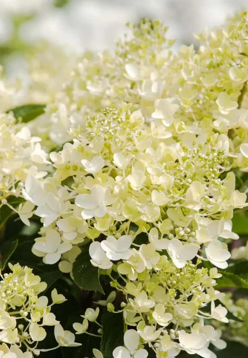 Hortensja bukietowa &#39;Living Milk &amp; Honey&#39;® Hydrangea