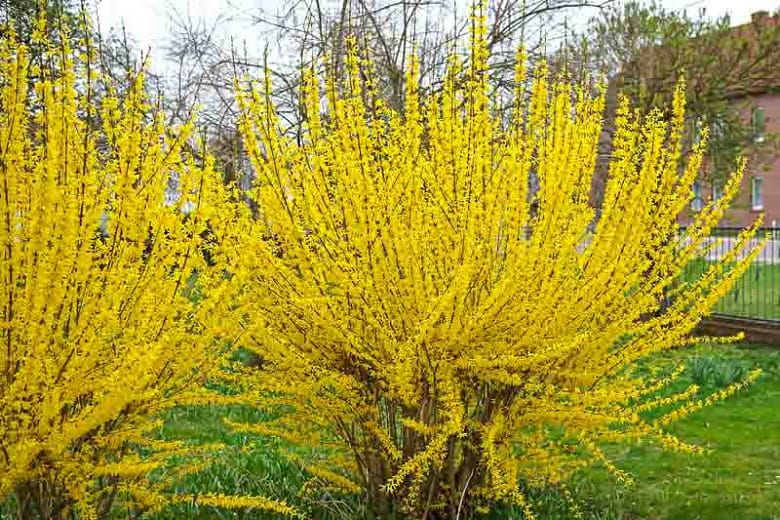 Forsycja &#39;Variegata&#39; Forsythia