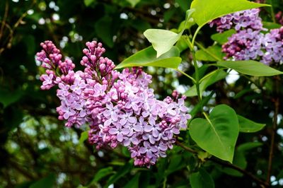 Lilak &#39;Palibin&#39; Syringa meyeri