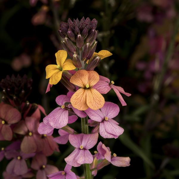 Pszonak &#39;Sunset&#39; Erysimum hybridum