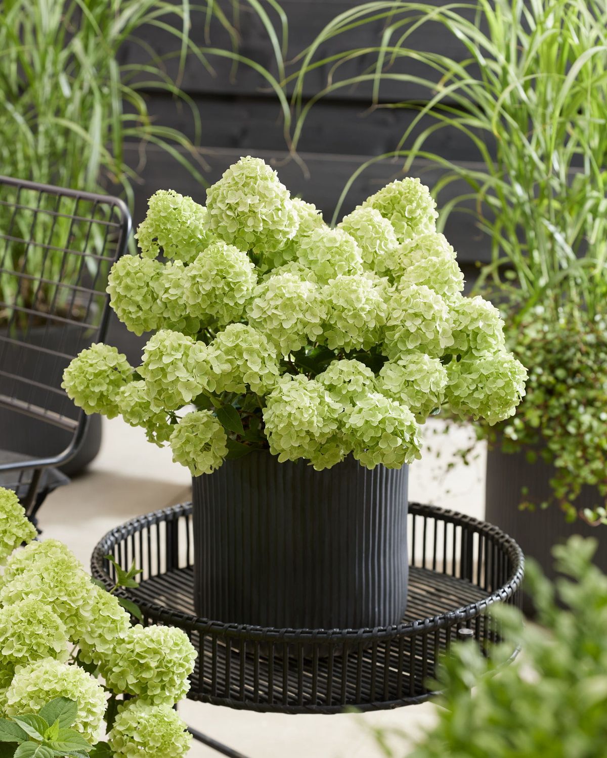 Hortensja bukietowa &#39;Petite® Cherry&#39; Hydrangea paniculata