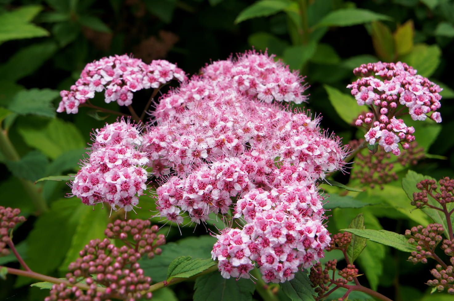 Tawuła japońska &#39;Sparkling Champagne&#39; Spiraea japonica