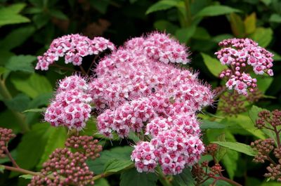 Tawuła japońska &#39;Sparkling Champagne&#39; Spiraea japonica