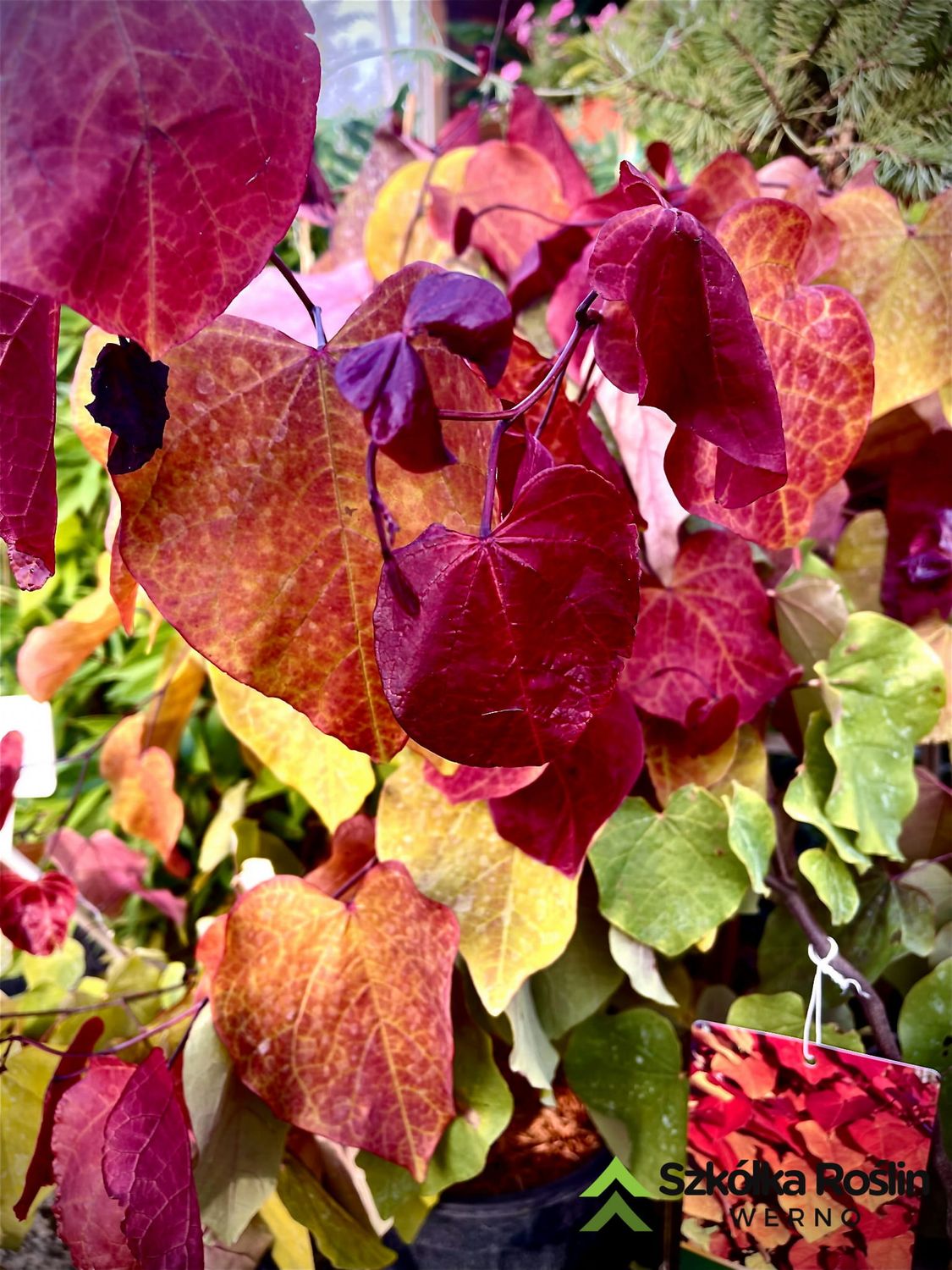 Judaszowiec &#39;Eternal Flame&#39; Cercis canadiensis