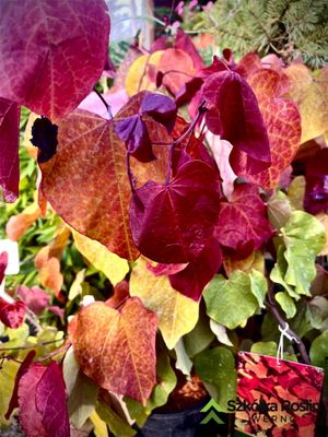 Judaszowiec &#39;Eternal Flame&#39; Cercis canadiensis