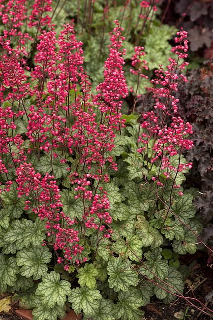 Żurawka &#39;Paris&#39; Heuchera