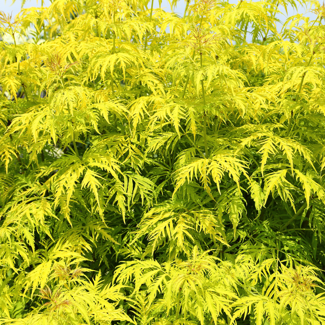 Bez koralowy &#39;Plumosa Aurea&#39; Sambucus racemosa