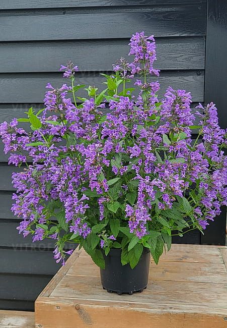 Kocimiętka mieszańcowa 'Weinheim Big Blue' Nepeta hybrida