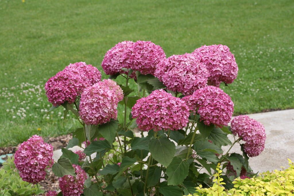 Hortensja drzewiasta BellaRagazza® &#39;Mauvette&#39; Hydrangea arborescens