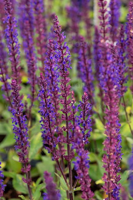 Szałwia omszona &#39;Caradonna&#39; Salvia nemorosa