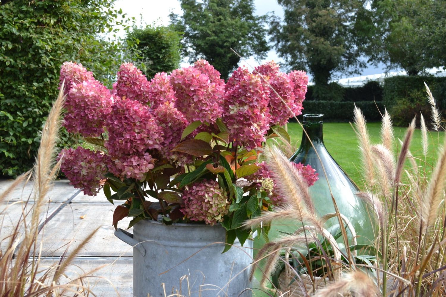 Hortensja bukietowa &#39;GardenLights Redlight&#39;® Hydrangea paniculata