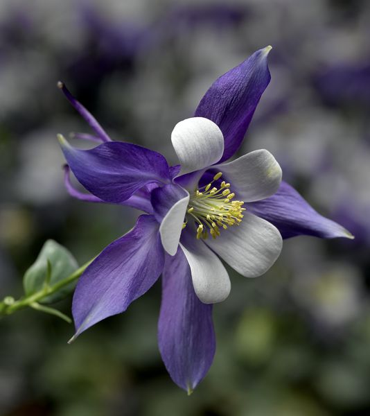 Orlik &#39;Deep Blue &amp; White&#39; Aquilegia caerulea