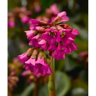 Bergenia &#39;Shoeshine Rose&#39; Bergenia cordifolia