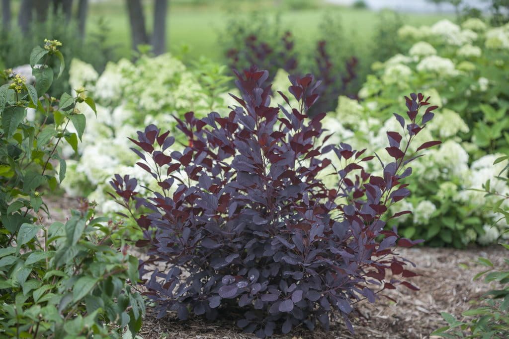 Perukowiec &#39;Winecraft Black&#39; Cotinus coggygria