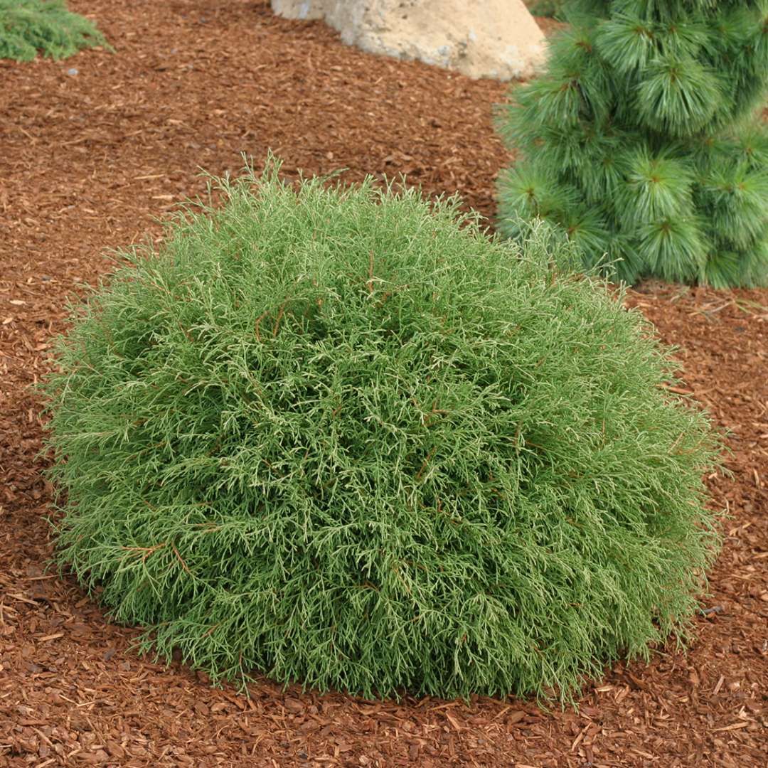 Tuja Żywotnik zachodni &#39;Mr Bowling ball&#39; Thuja occidentalis