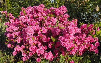 Azalia japońska &#39;Babuschka&#39; Azalea japonica