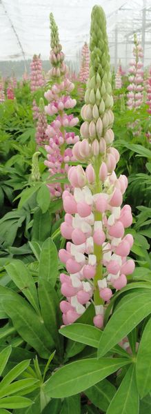 Łubin &#39;Lupini Pink Shades&#39; Lupinus