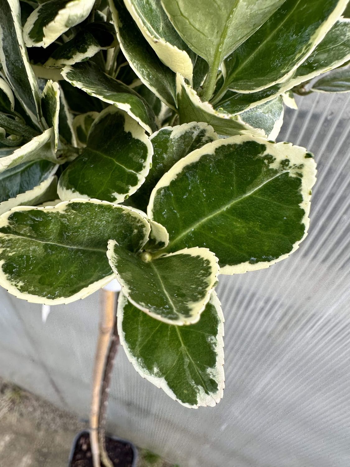Trzmielina na pniu &#39;Kathy&#39; Euonymus fortunei