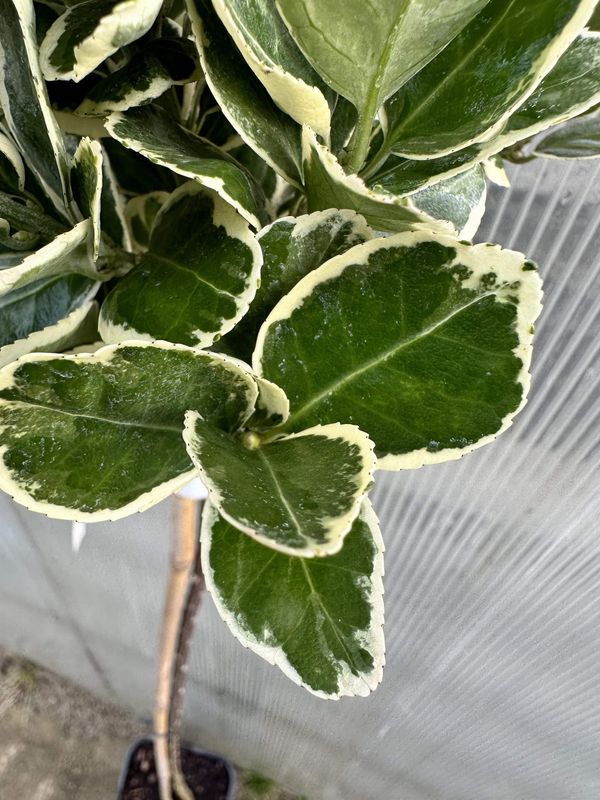 Trzmielina na pniu &#39;Kathy&#39; Euonymus fortunei