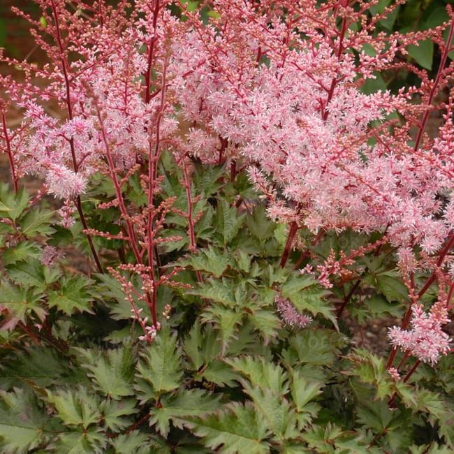 Tawułka Arendsa &#39;Delft Lace&#39; Astilbe arendsii