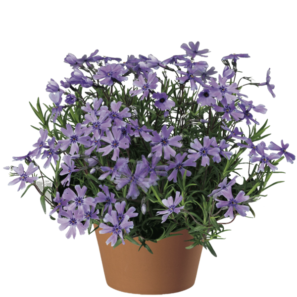 Floks płożący &#39;Purple Beauty&#39; Phlox subulata