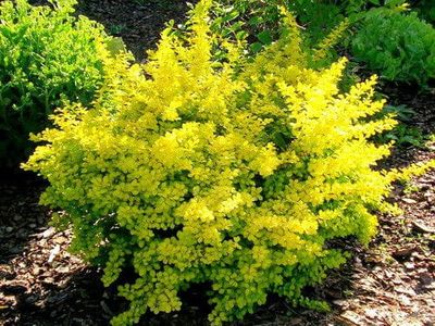 Berberys 'Aurea' Berberis thunbergii