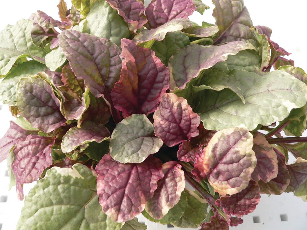 Dąbrówka &#39;Burgundy Glow&#39; Ajuga reptans