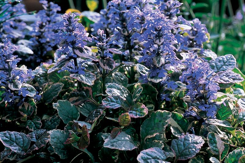 Dąbrówka pakiet mix odmian Ajuga reptans