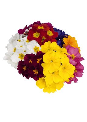 Pierwiosnek ogrodowy mix kolorów Primula elatior