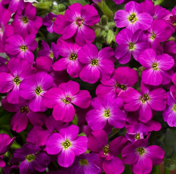 Żagwin Liliowy Aubrieta hybrida