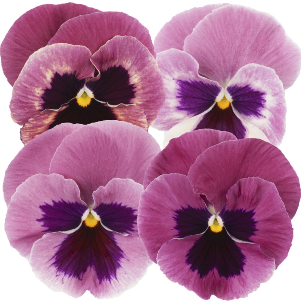 Bratek odcienie różu różowy