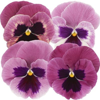 Bratek odcienie różu różowy