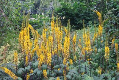 Języczka Ligularia przewalskii