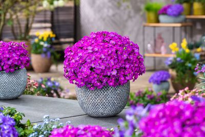 Żagwin Neonowy Róż Aubrieta hybrida