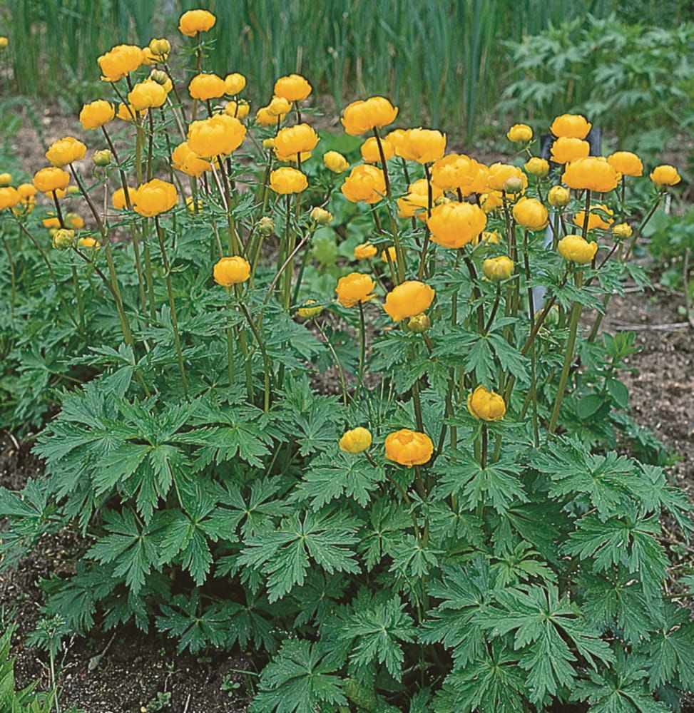 Pełnik chiński &#39;Golden Queen&#39; Trollius chinensis