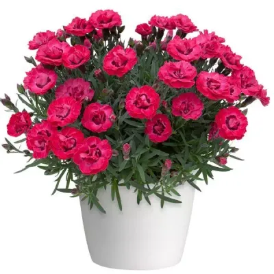 Goździk &#39;Early Love&#39; Dianthus hybrida