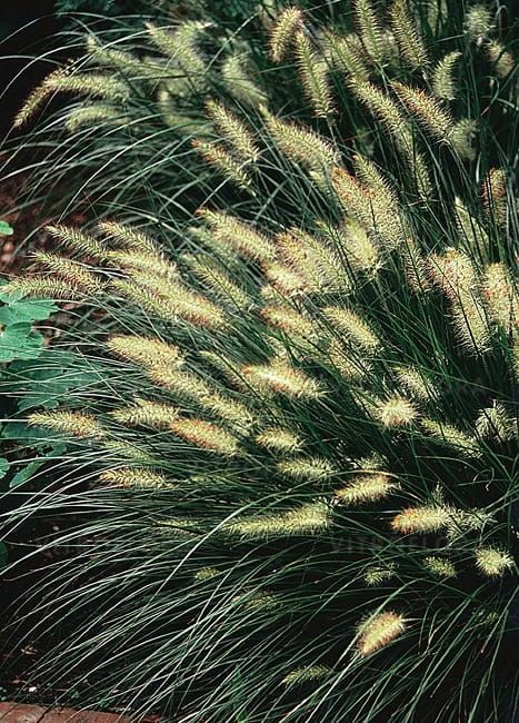 Rozplenica japońska Pennisetum alopecuriodes