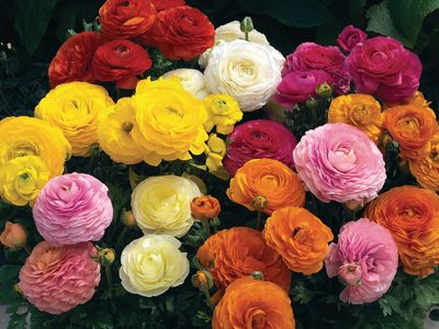 Jaskier &#39;Magic™ Mix&#39; Ranunculus asiaticus