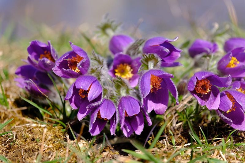 Sasanka &#39;Violet Bells&#39; Pulsatilla vulgaris