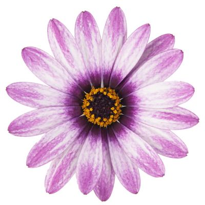 Stokrotka afrykańska &#39;Gwiezdny Blask&#39; Osteospermum