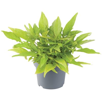 Ipomea Wilec zielonolistna powcinane listki Ipomoea