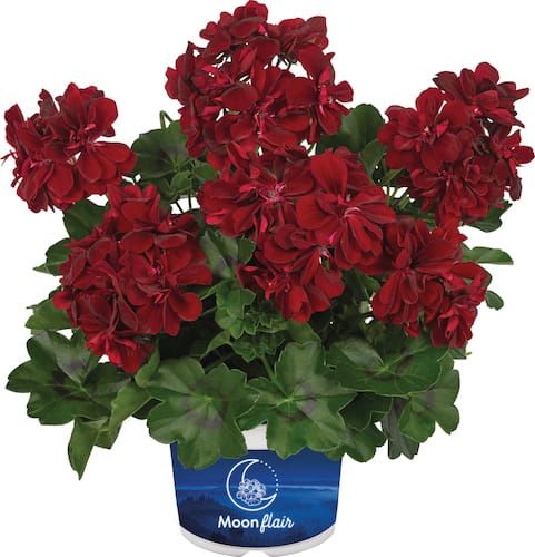 Pelargonia podwójna zwisająca bluszczolistna &#39;Moonflair® Burgundy&#39; Pelargonium peltatum