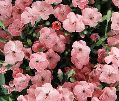 Goździk &#39;Peach Party&#39; Dianthus hybrida